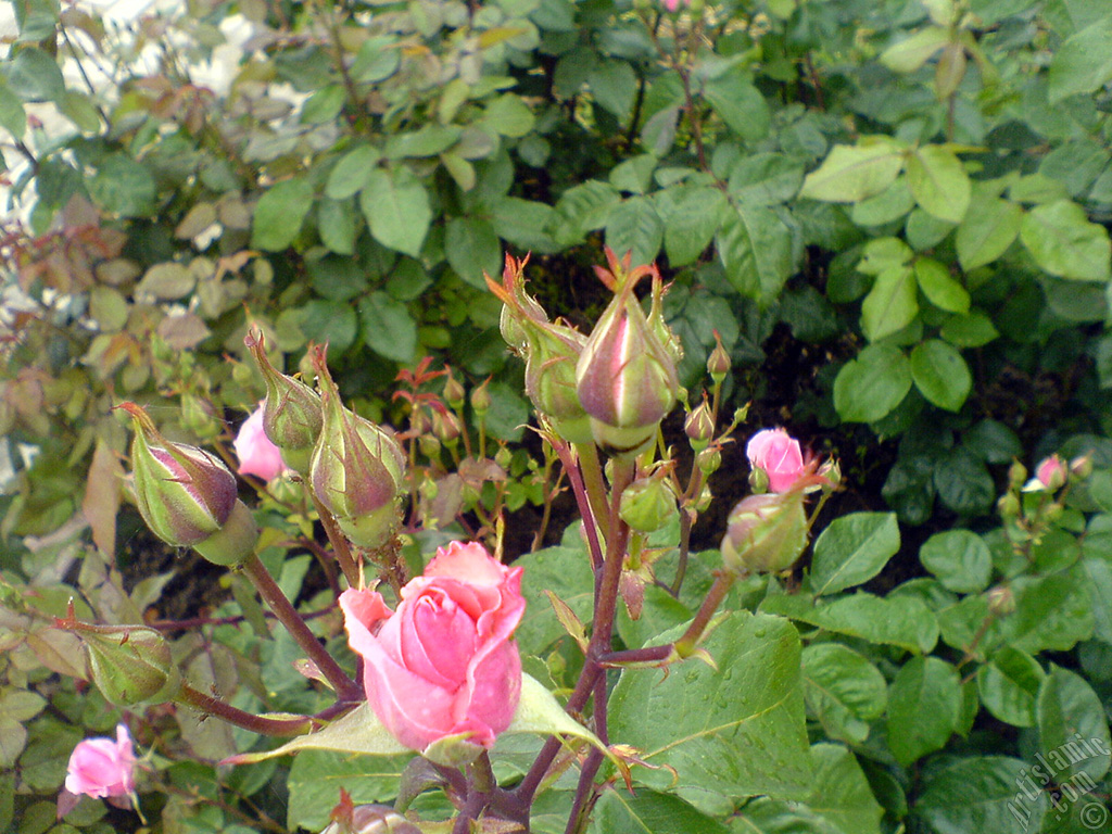 Pink rose photo.
