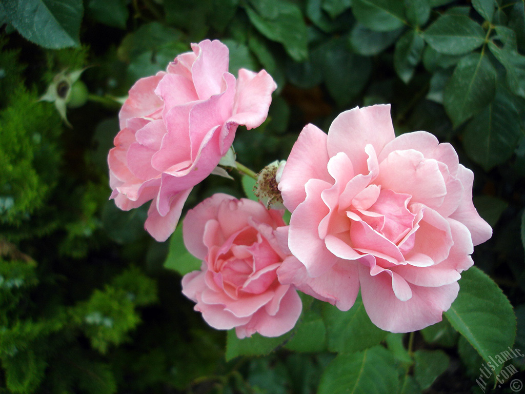 Pink rose photo.
