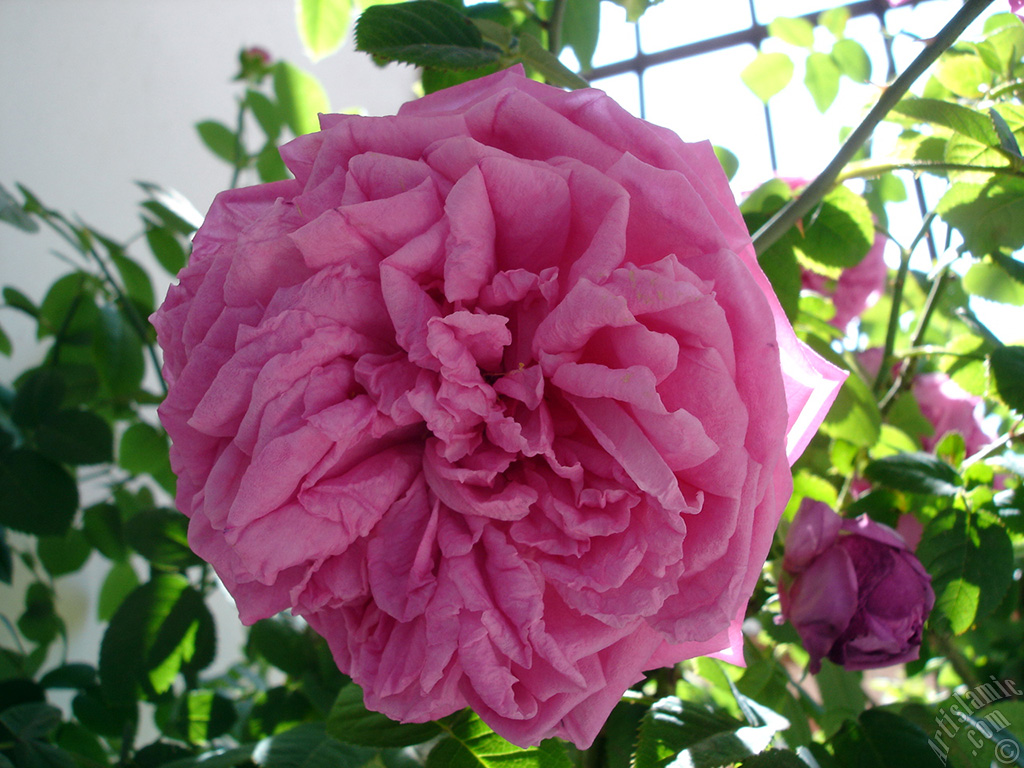 Pink rose photo.
