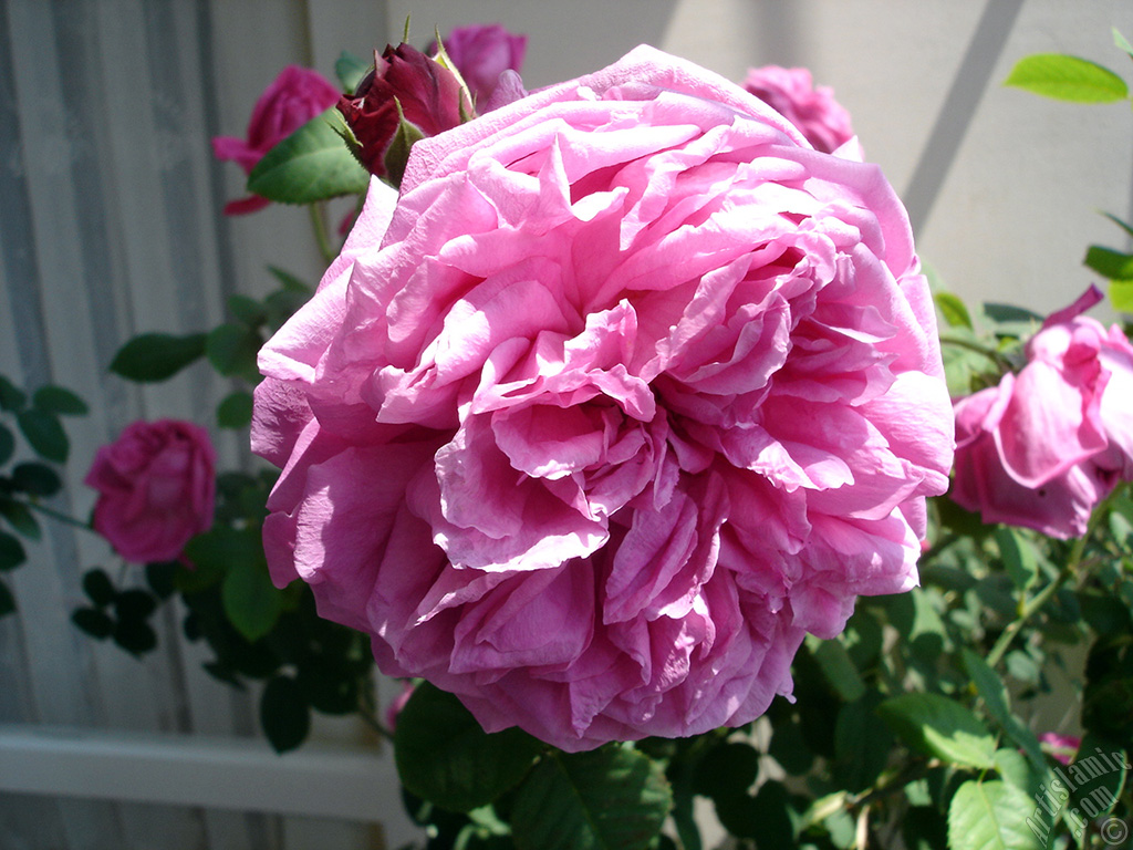 Pink rose photo.
