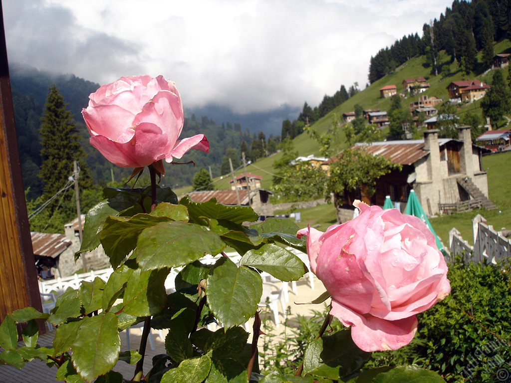 Pink rose photo.
