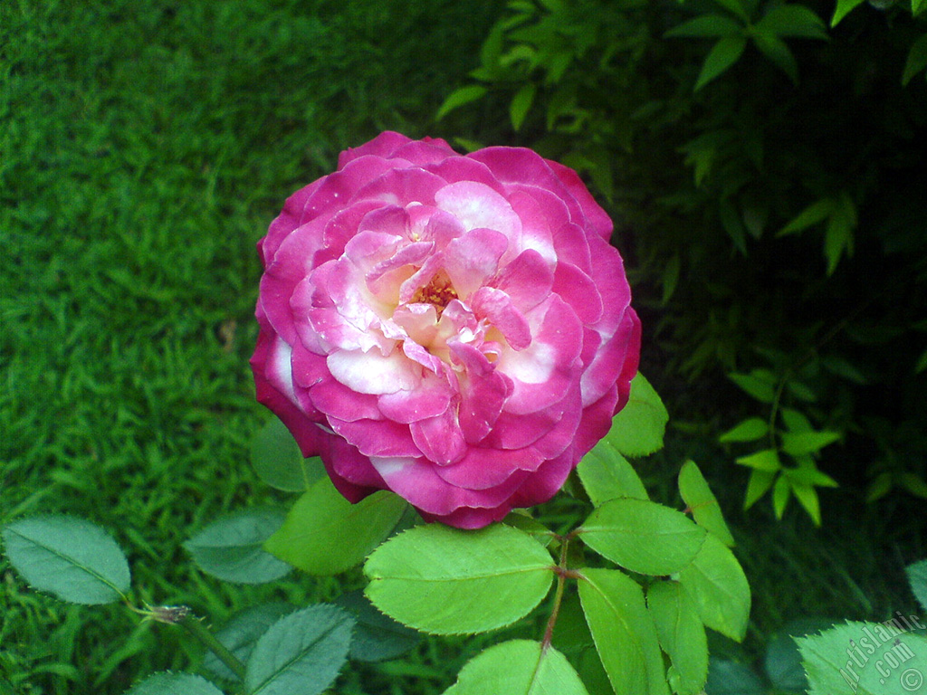 Variegated (mottled) rose photo.
