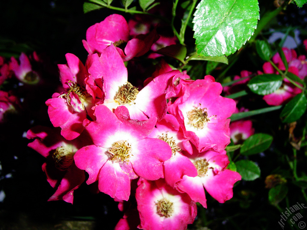 Variegated (mottled) rose photo.
