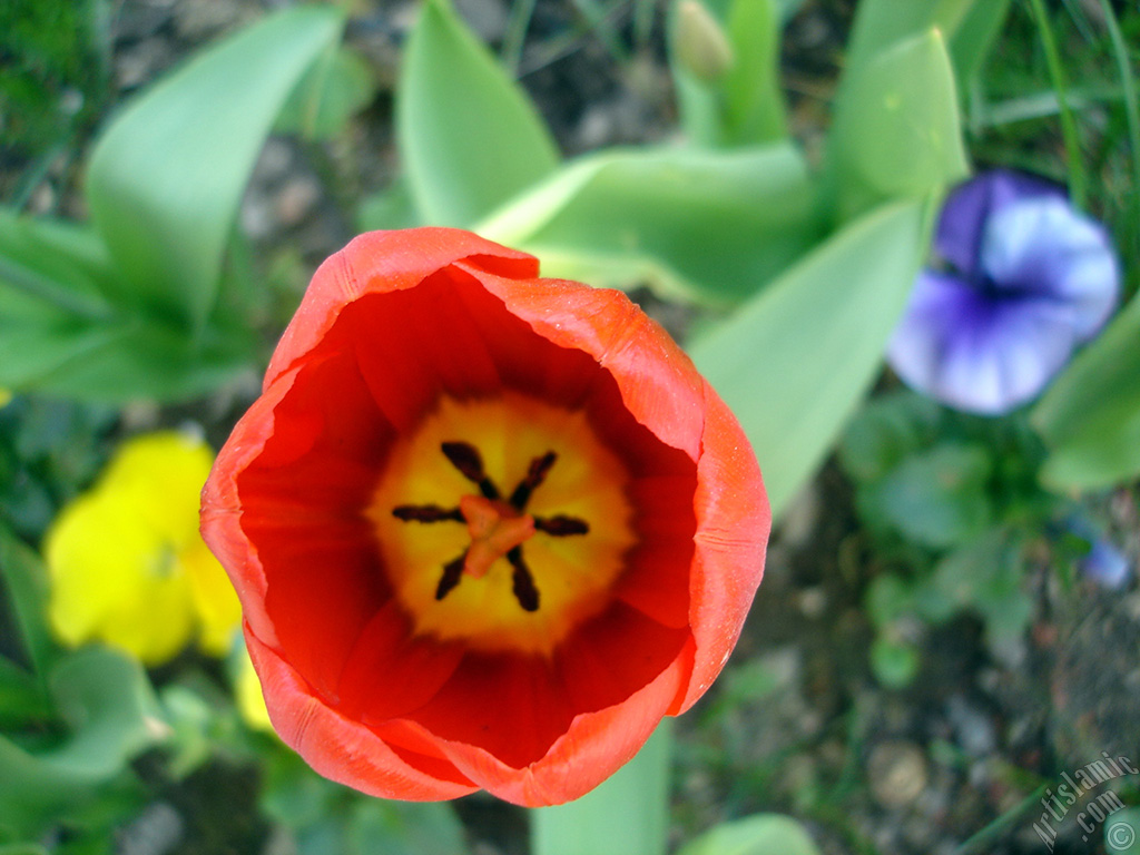 Red Turkish-Ottoman Tulip photo.
