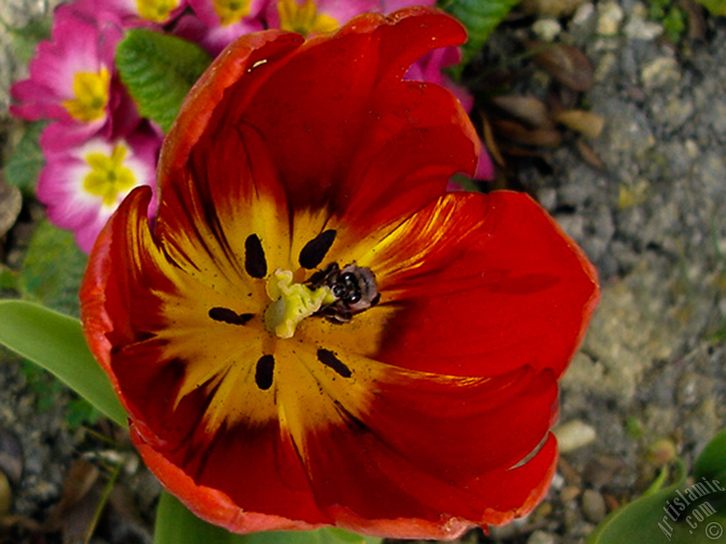 Red Turkish-Ottoman Tulip photo.
