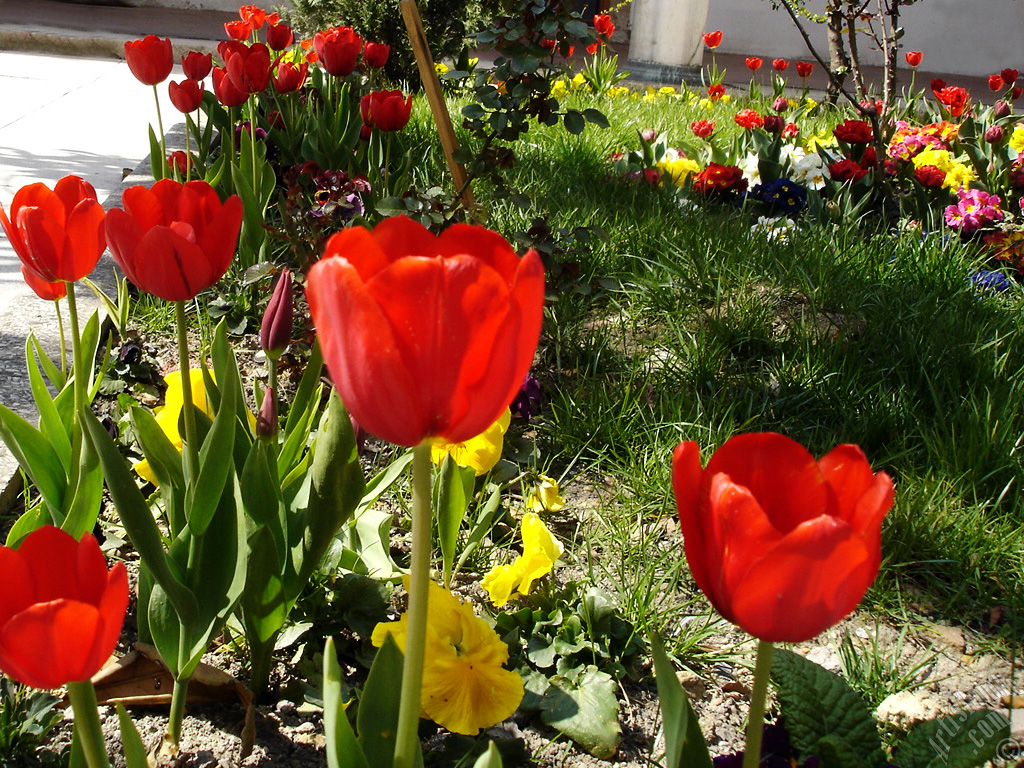 Red Turkish-Ottoman Tulip photo.
