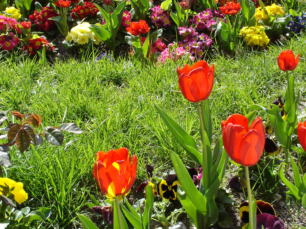 Red-yellow color Turkish-Ottoman Tulip photo.
