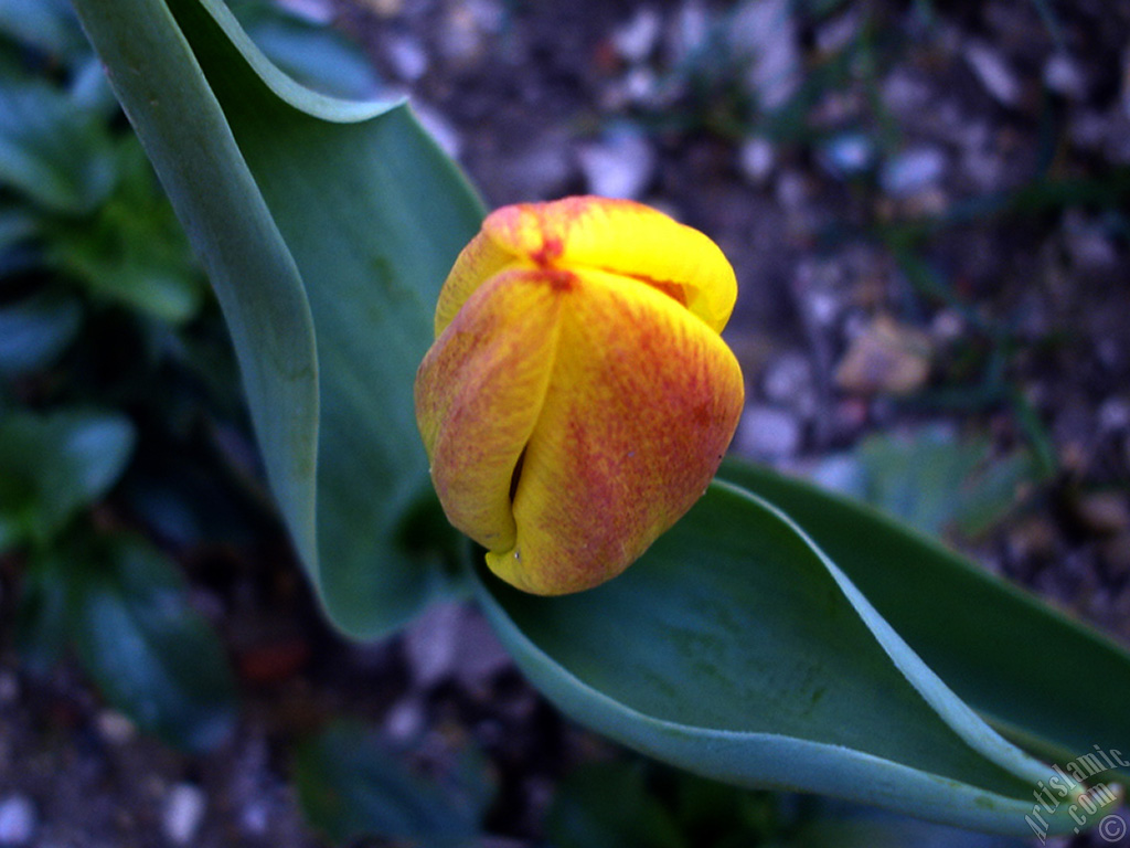 Yellow color Turkish-Ottoman Tulip photo.
