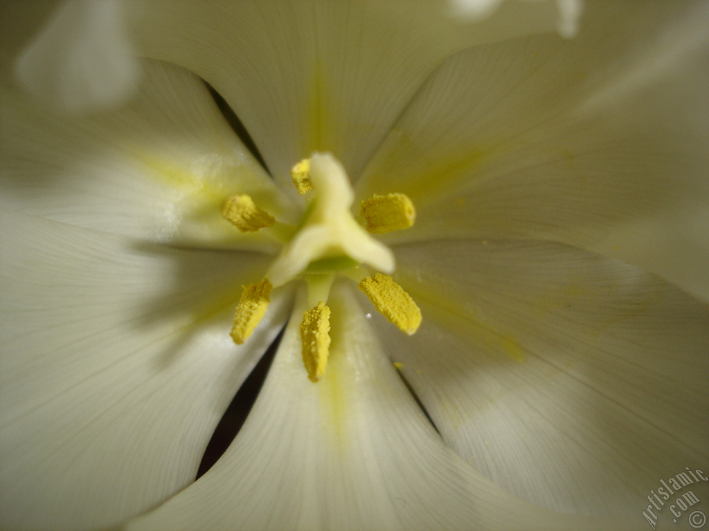 White color Turkish-Ottoman Tulip photo.
