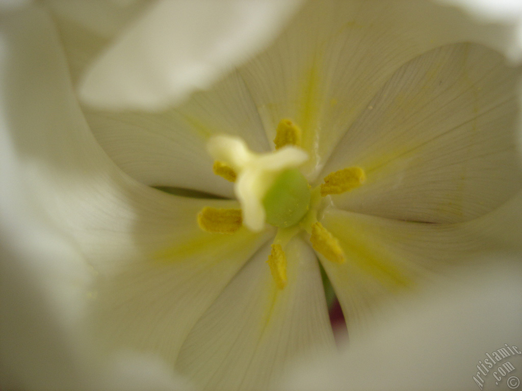 White color Turkish-Ottoman Tulip photo.
