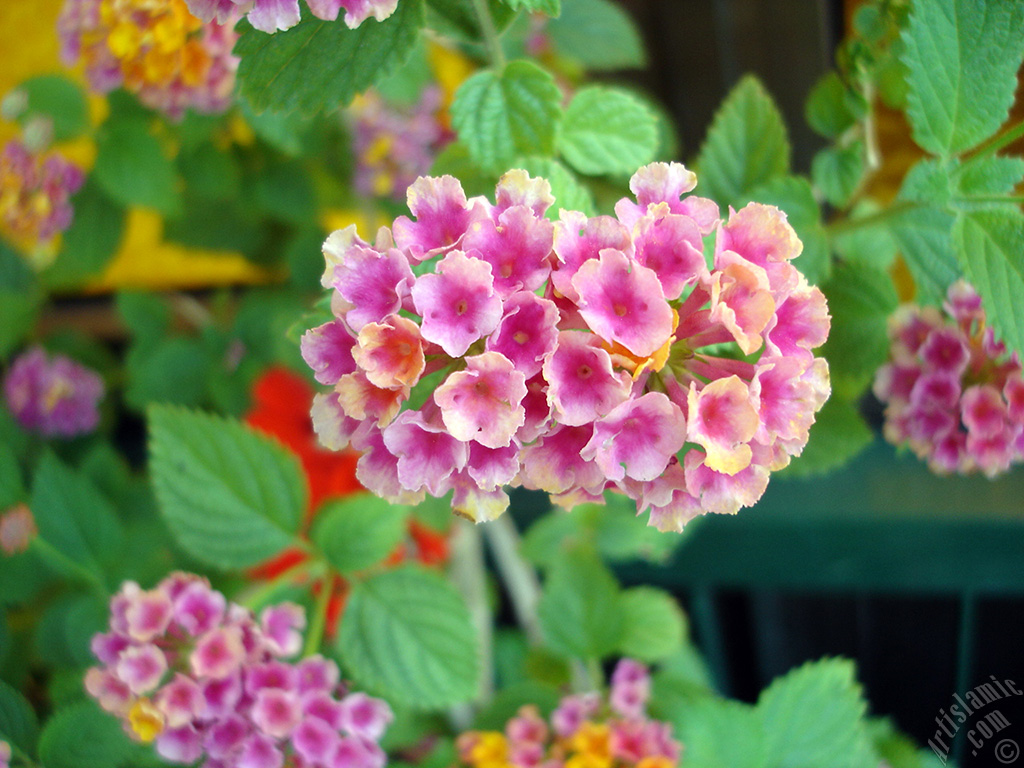 Lantana camara -bush lantana- flower.
