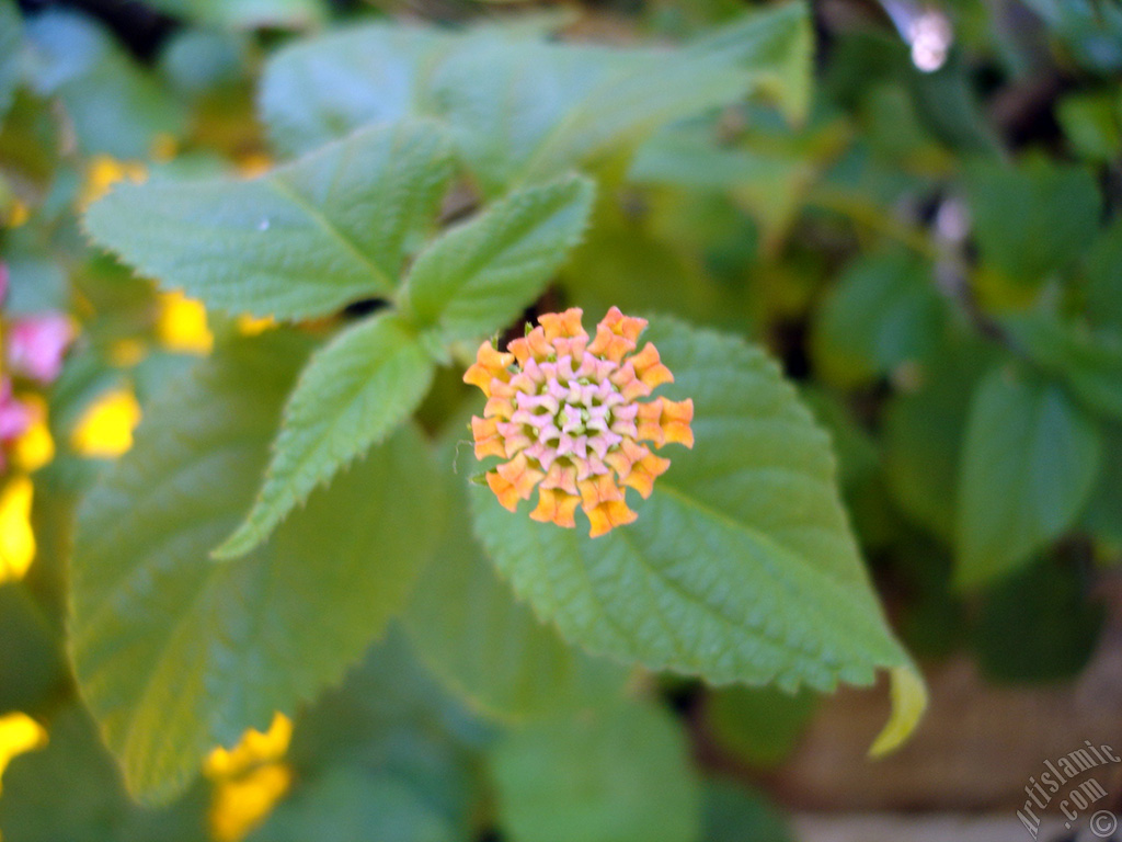 Lantana camara -bush lantana- flower.

