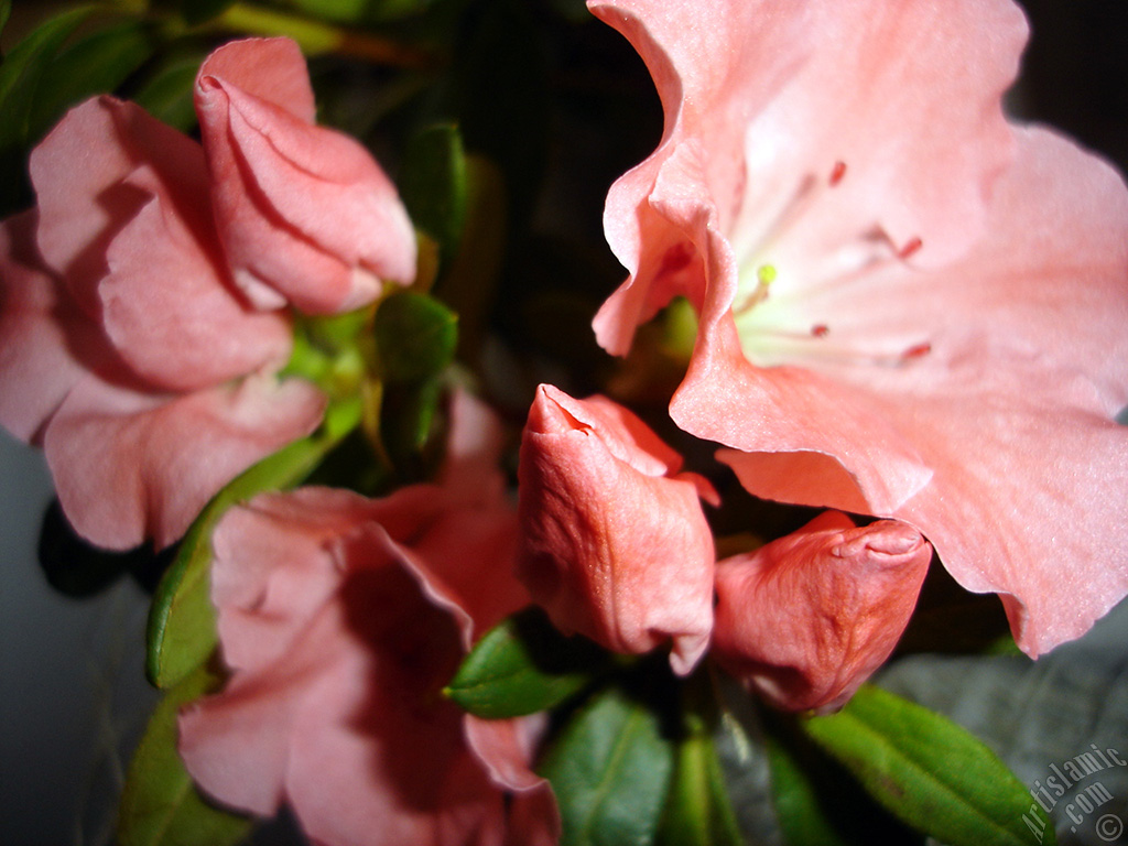 Pink color Azalea -Rhododendron- flower.

