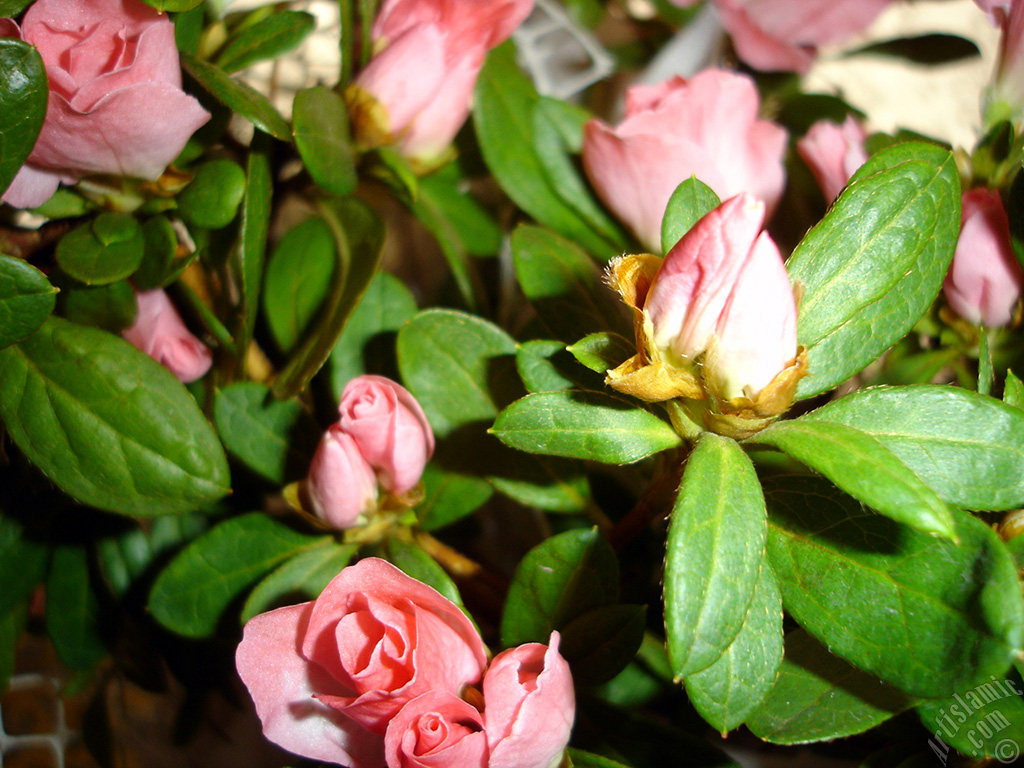 Pink color Azalea -Rhododendron- flower.
