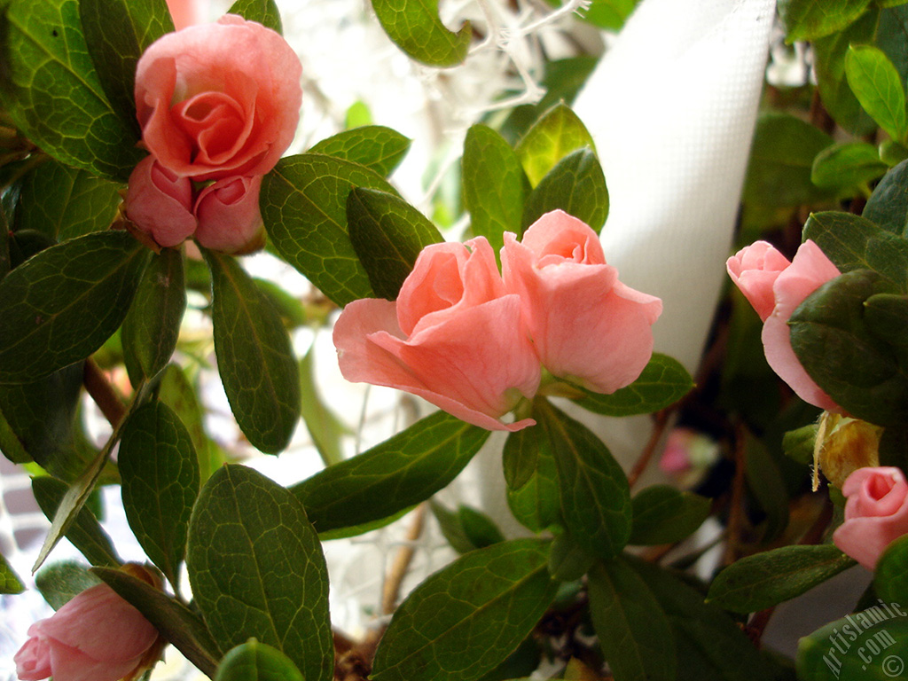 Pink color Azalea -Rhododendron- flower.
