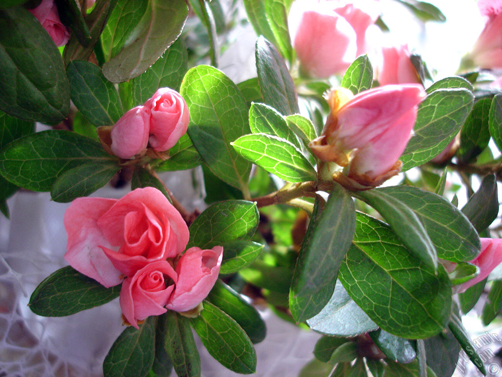Pink color Azalea -Rhododendron- flower.
