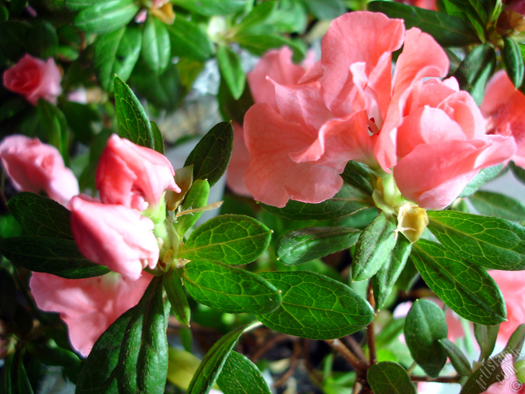 Pink color Azalea -Rhododendron- flower.
