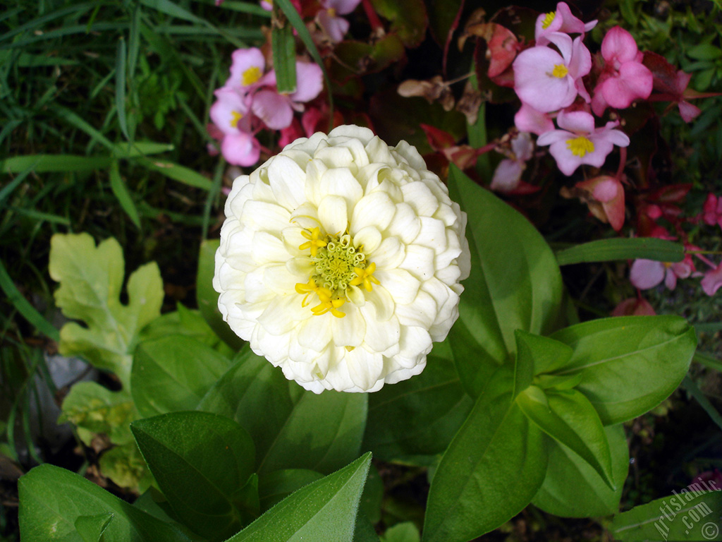 Dahlia flower.
