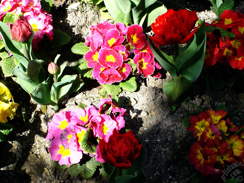 A primrose flower photo.
