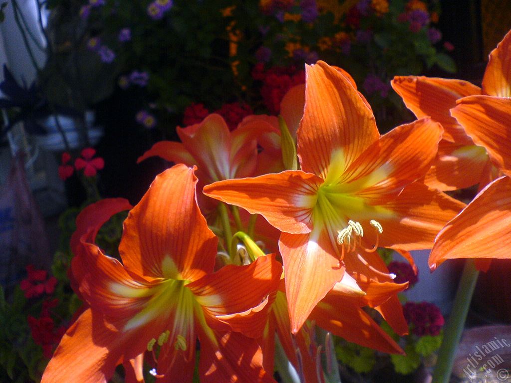 Red color amaryllis flower.
