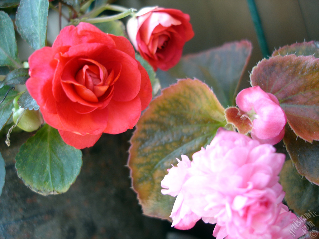 Red color Begonia Elatior flower.
