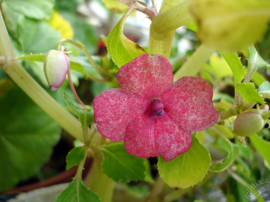 Garden Balsam, -Touch-me-not, Jewel Weed- flower.

