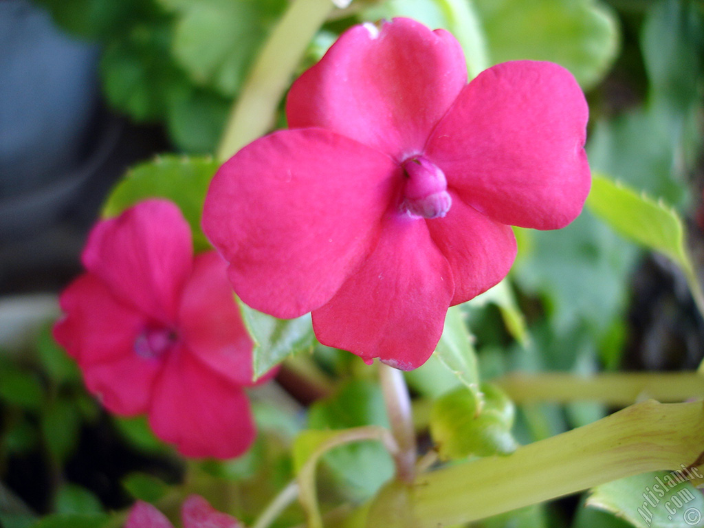 Garden Balsam, -Touch-me-not, Jewel Weed- flower.
