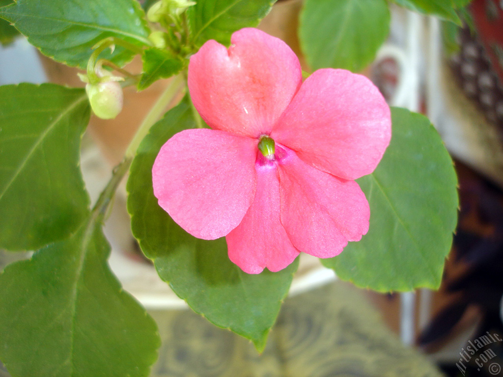 Garden Balsam, -Touch-me-not, Jewel Weed- flower.
