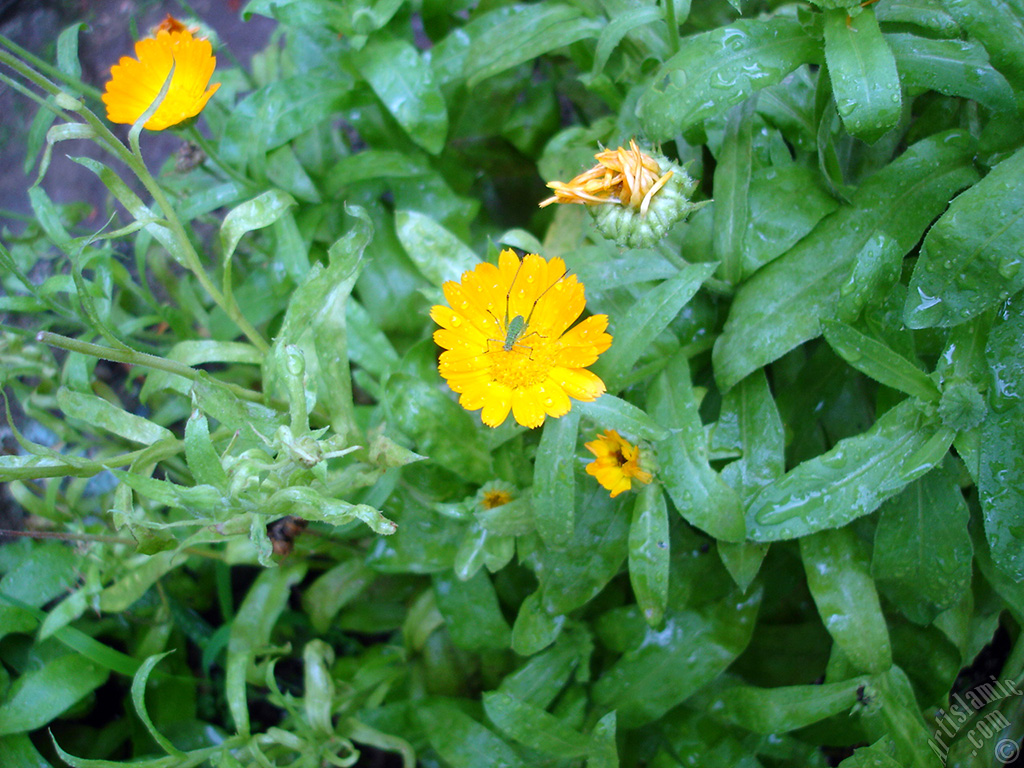 Dark orange color Pot Marigold -Scotch Marigold- flower which is similar to yellow daisy.
