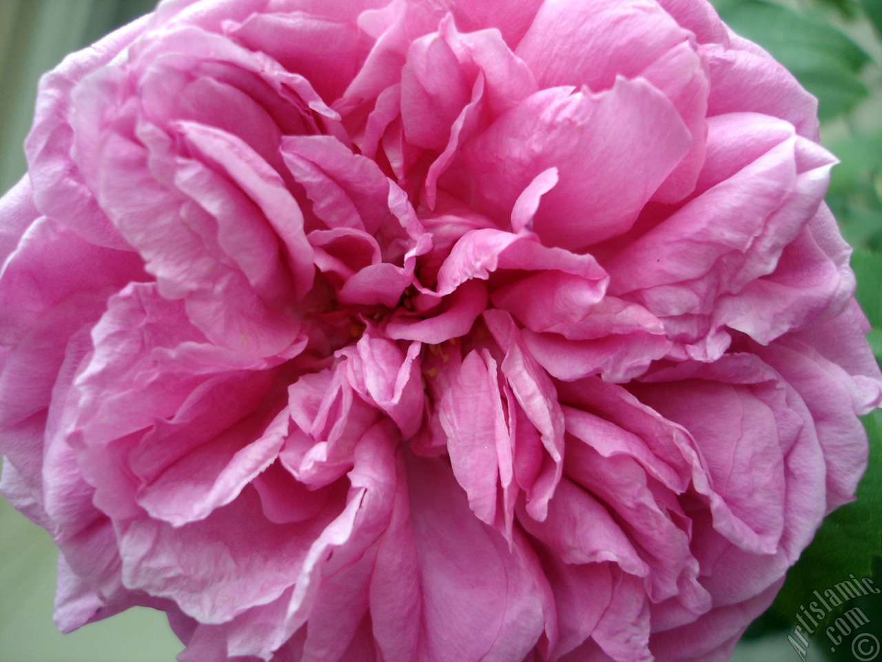 Pink rose photo.
