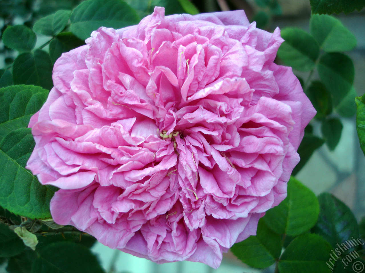 Pink rose photo.

