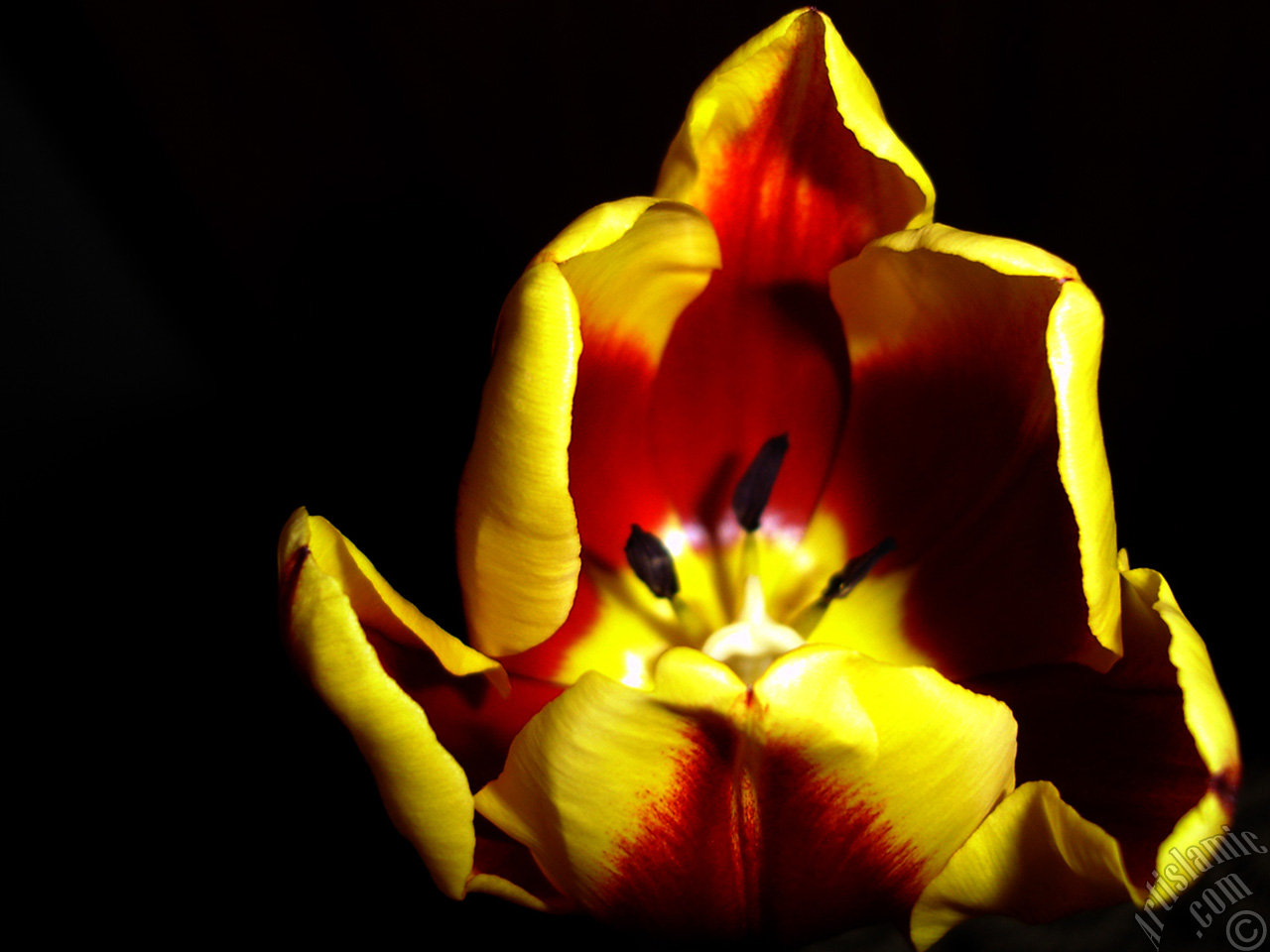 Red-yellow color Turkish-Ottoman Tulip photo.
