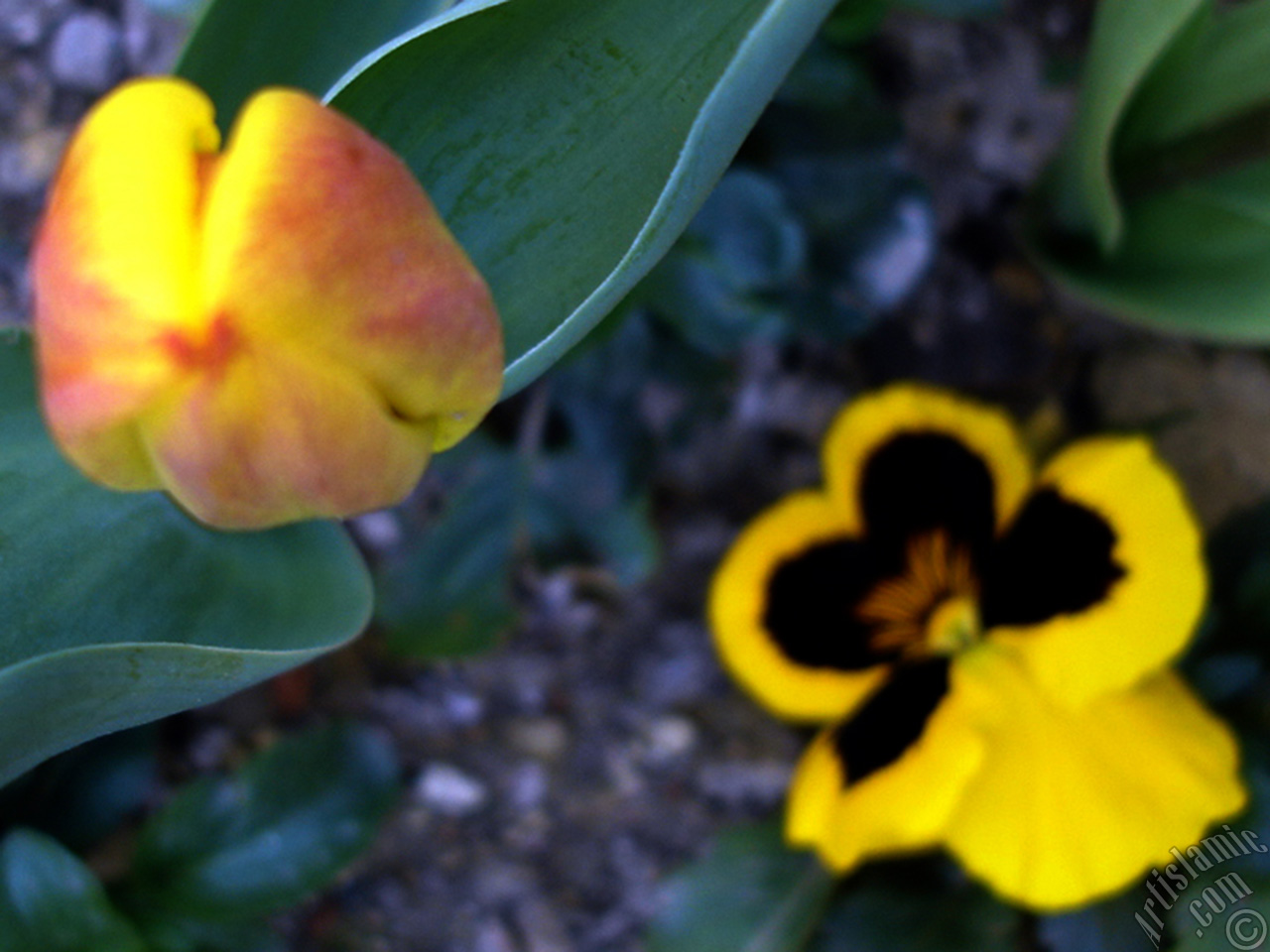 Yellow color Turkish-Ottoman Tulip photo.
