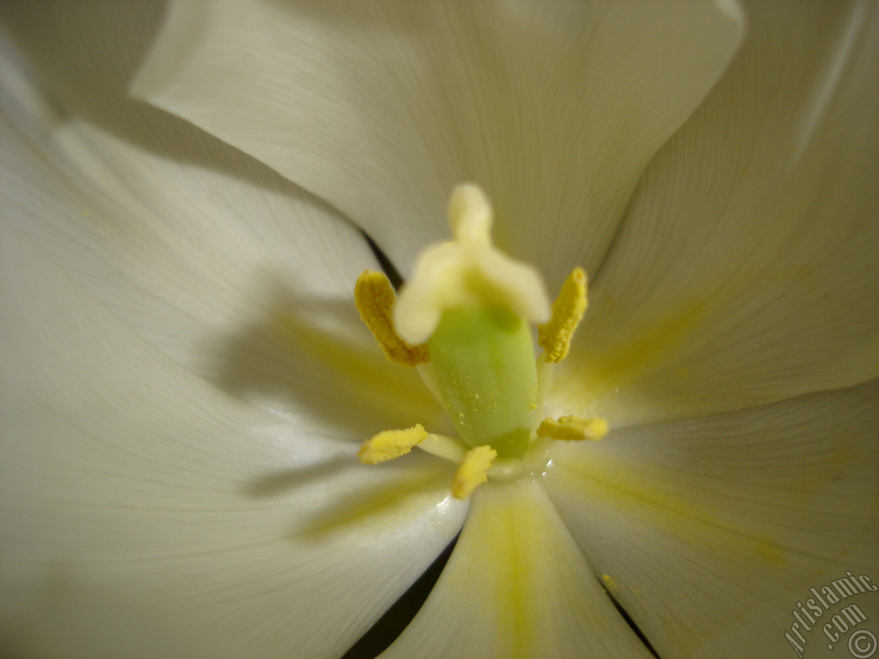 White color Turkish-Ottoman Tulip photo.
