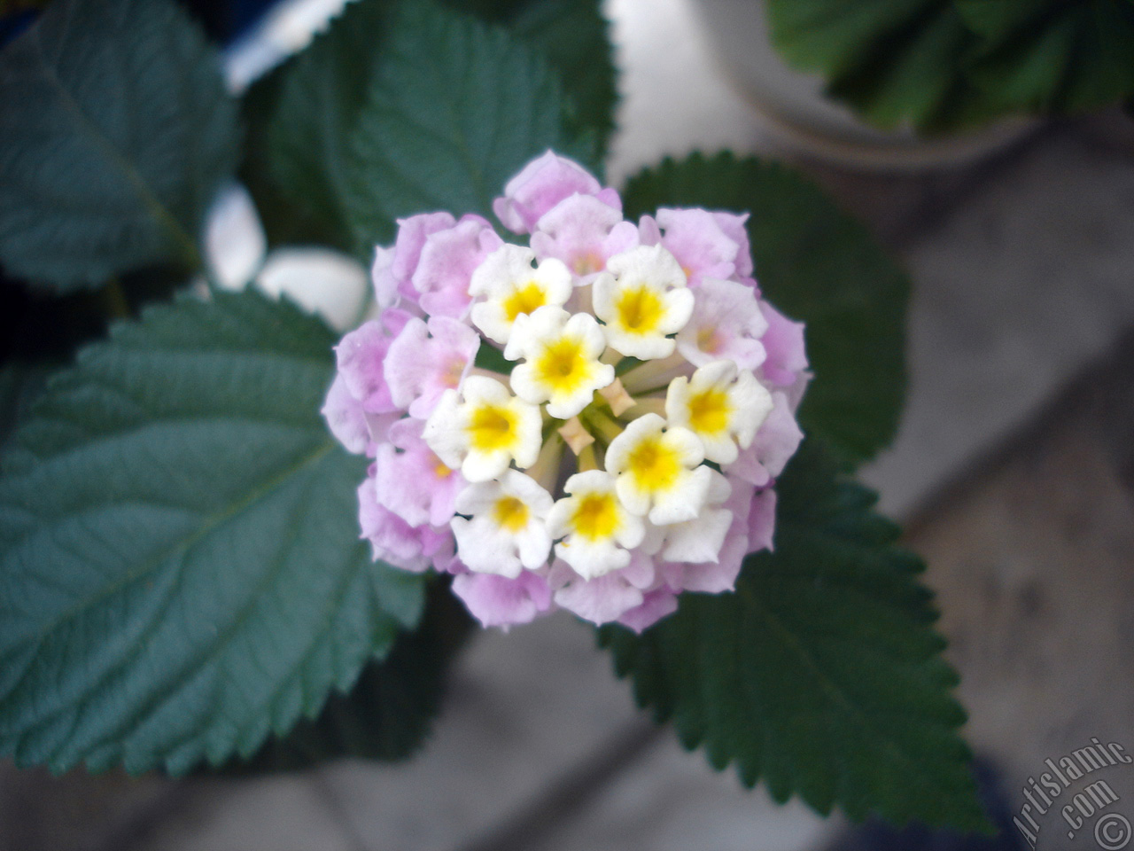 Lantana camara -bush lantana- flower.
