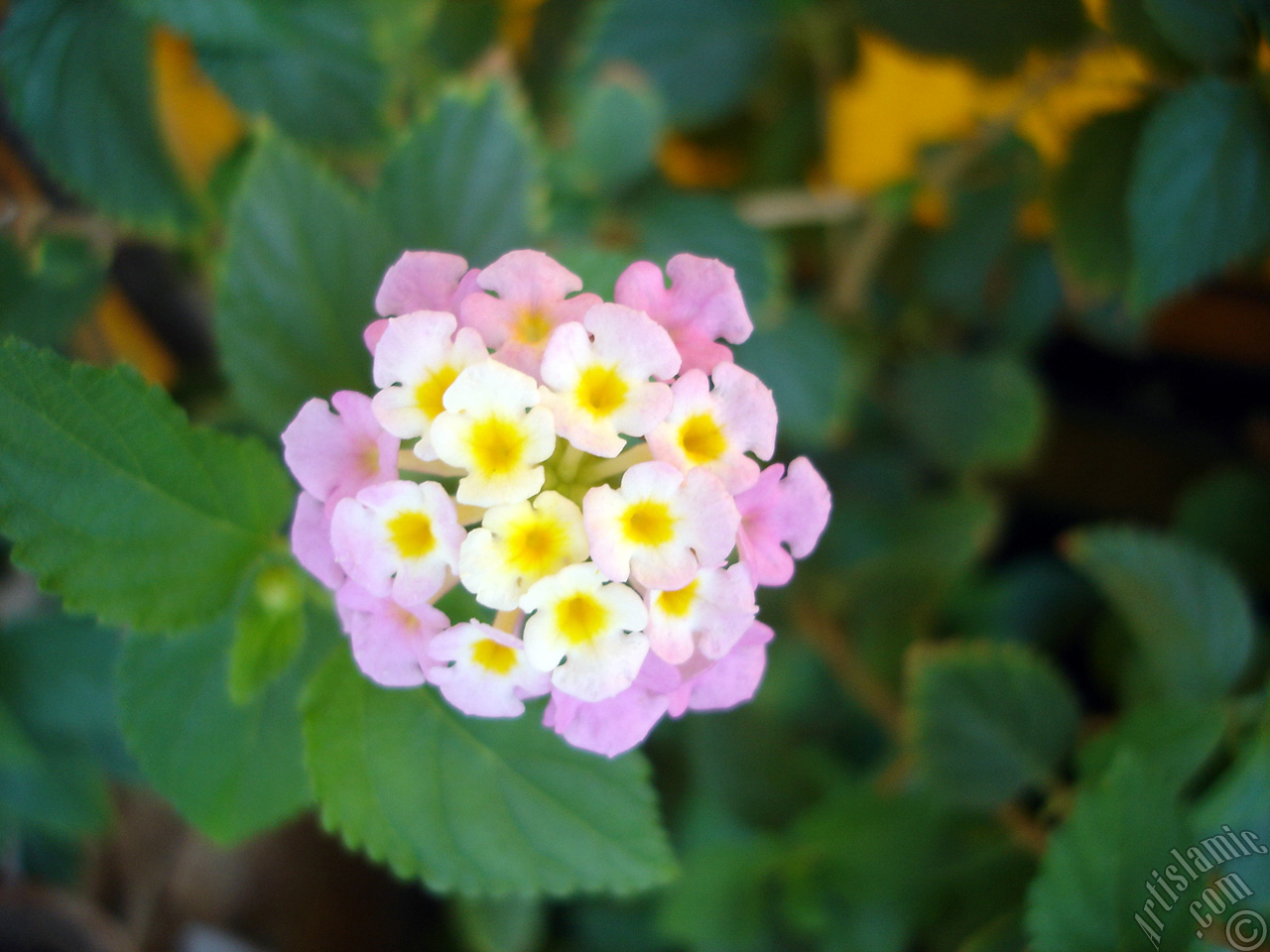 Lantana camara -bush lantana- flower.
