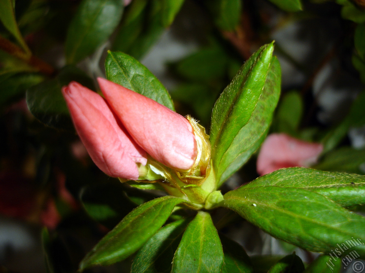 Pink color Azalea -Rhododendron- flower.
