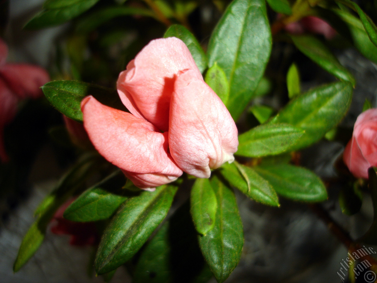 Pink color Azalea -Rhododendron- flower.
