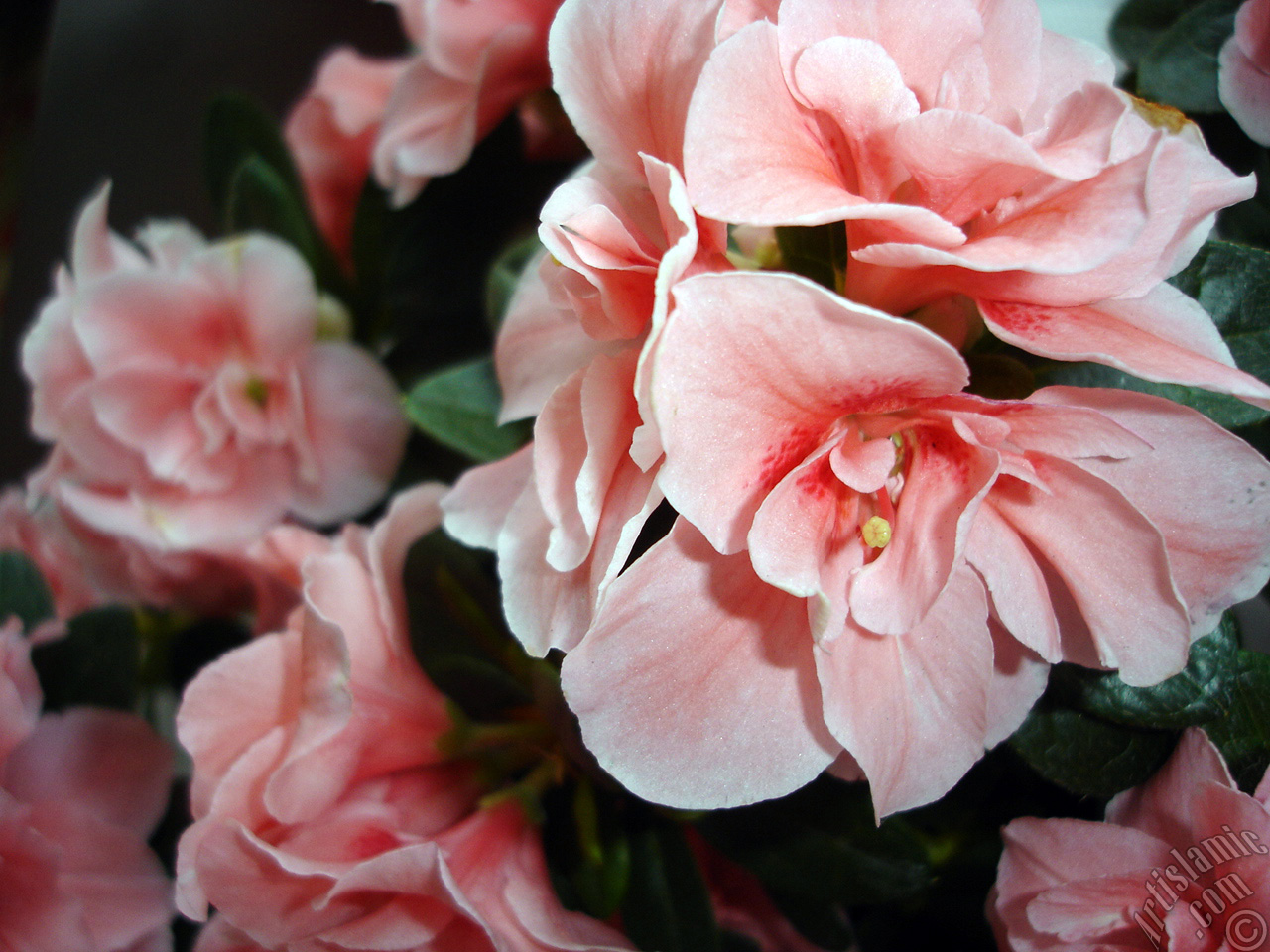 Pink color Azalea -Rhododendron- flower.
