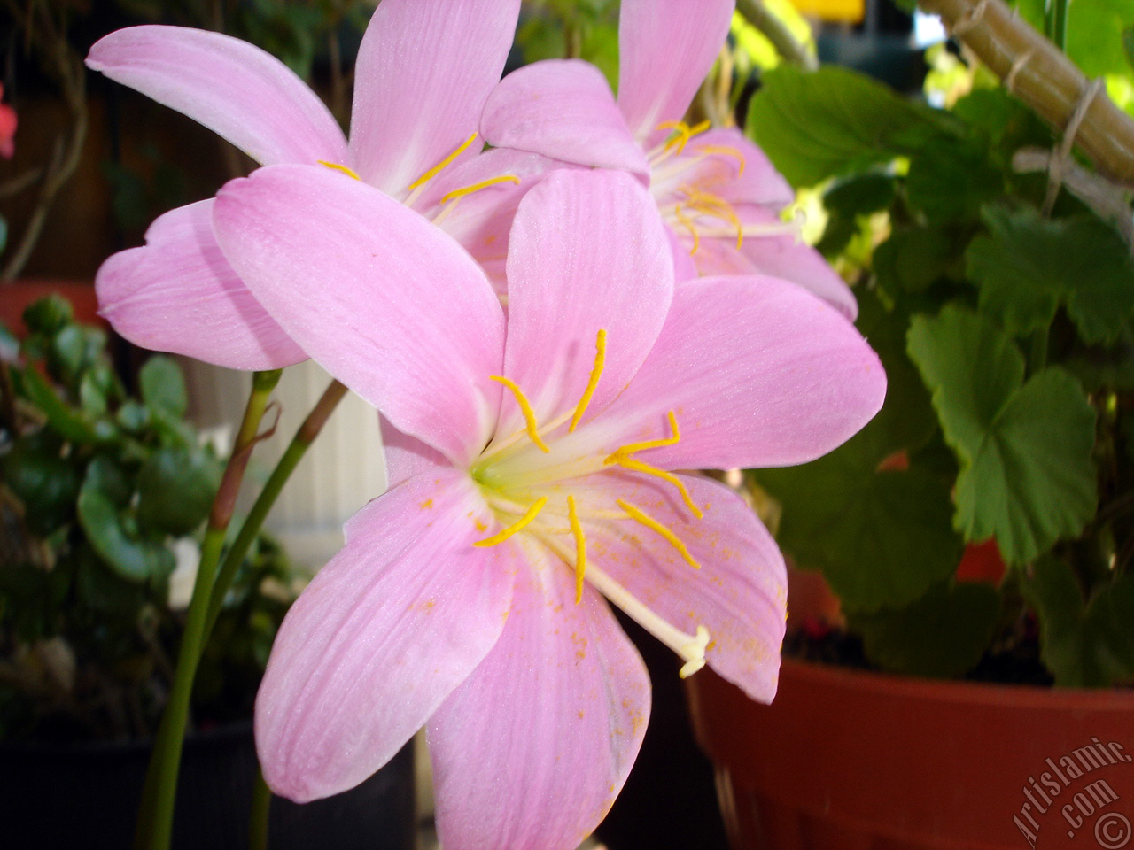 Pink color flower similar to lily.
