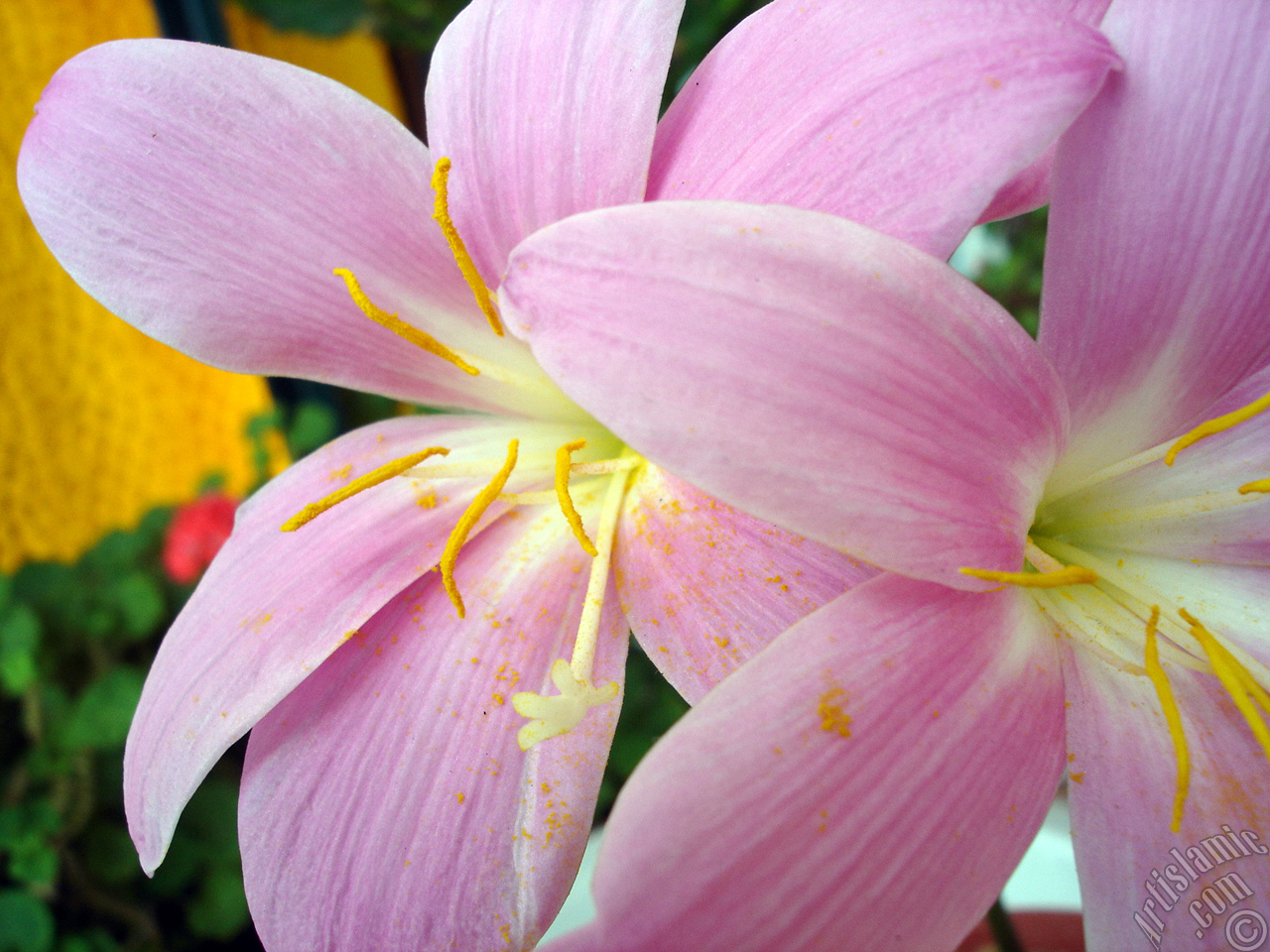 Pink color flower similar to lily.
