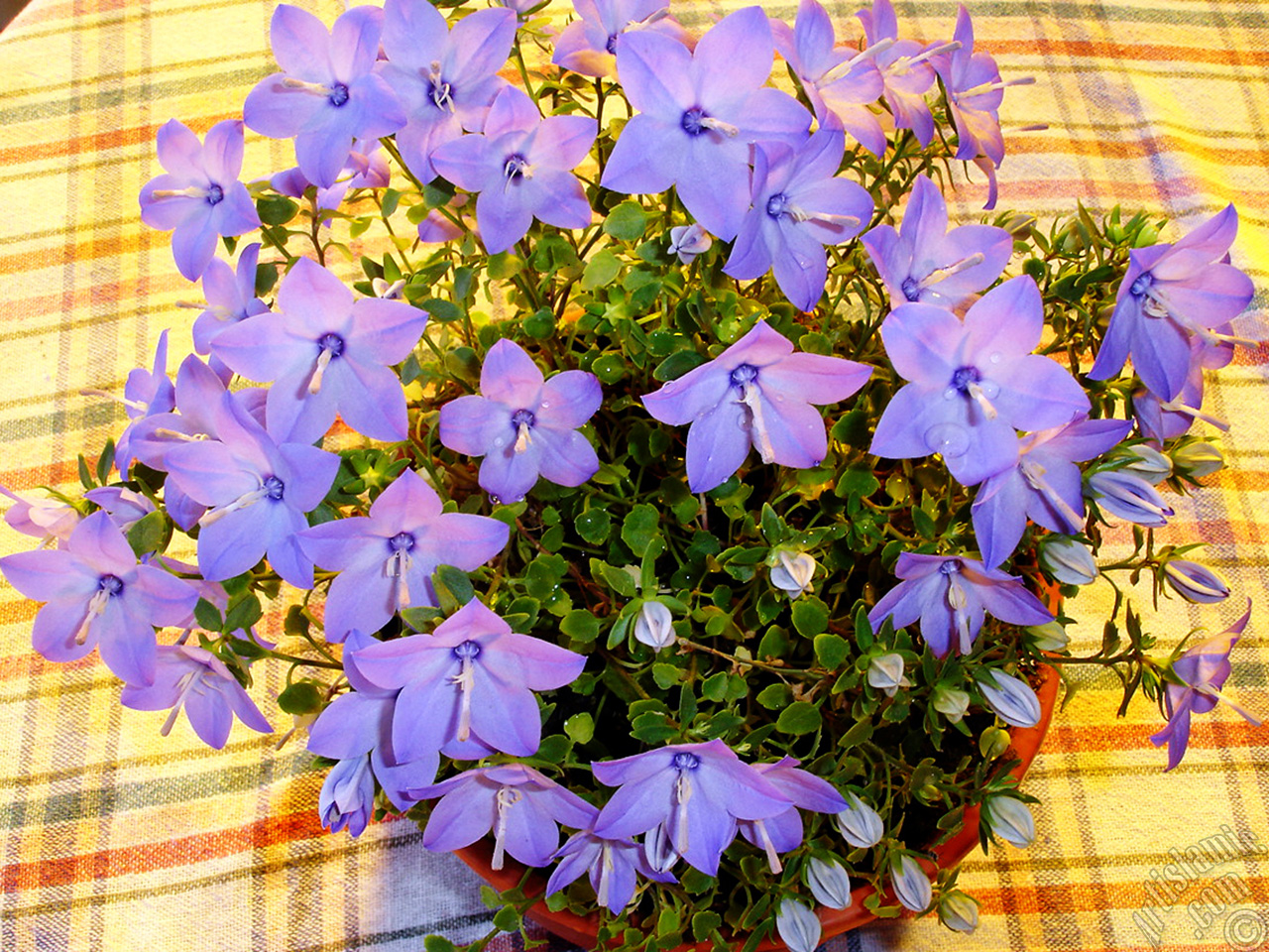 Balloon Flower -Chinese Bellflower-.
