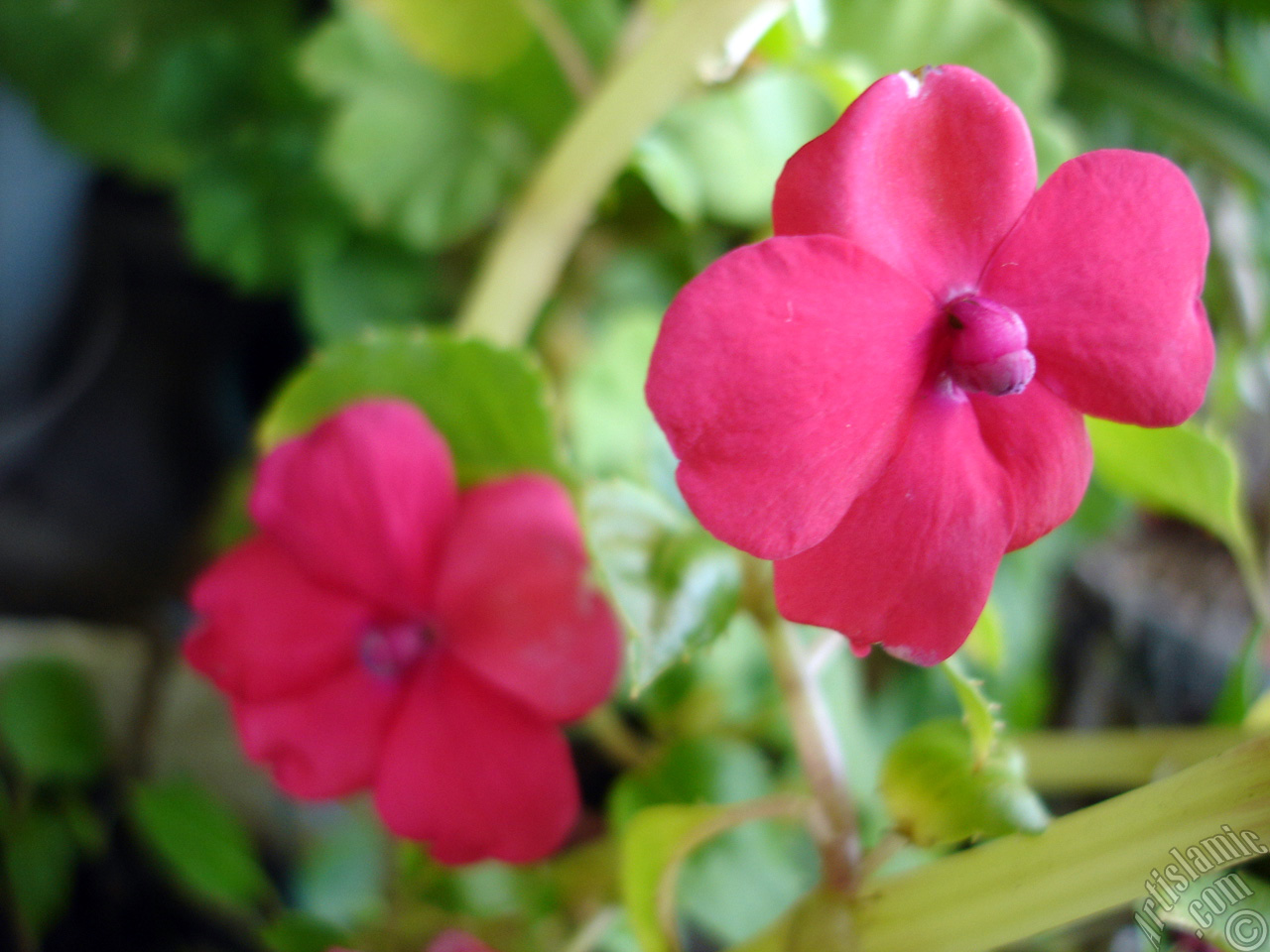Garden Balsam, -Touch-me-not, Jewel Weed- flower.
