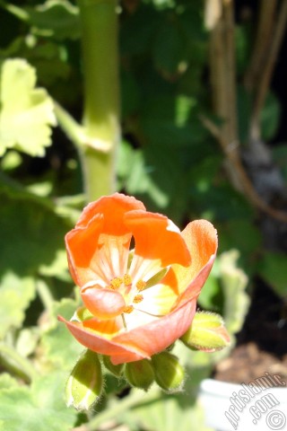 A mobile wallpaper and MMS picture for Apple iPhone 7s, 6s, 5s, 4s, Plus, iPods, iPads, New iPads, Samsung Galaxy S Series and Notes, Sony Ericsson Xperia, LG Mobile Phones, Tablets and Devices: Red Colored Pelargonia -Geranium- flower.
