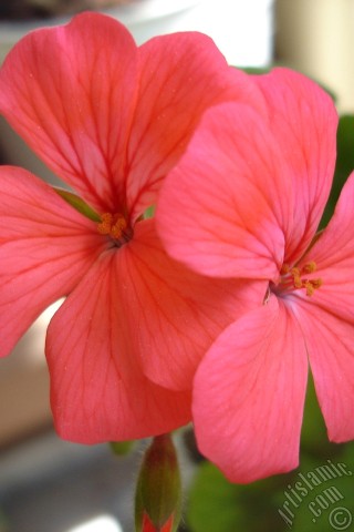 A mobile wallpaper and MMS picture for Apple iPhone 7s, 6s, 5s, 4s, Plus, iPods, iPads, New iPads, Samsung Galaxy S Series and Notes, Sony Ericsson Xperia, LG Mobile Phones, Tablets and Devices: Red Colored Pelargonia -Geranium- flower.
