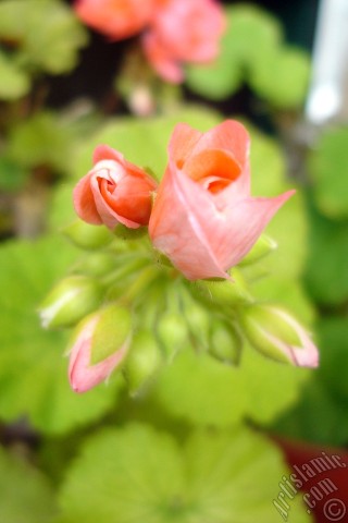 A mobile wallpaper and MMS picture for Apple iPhone 7s, 6s, 5s, 4s, Plus, iPods, iPads, New iPads, Samsung Galaxy S Series and Notes, Sony Ericsson Xperia, LG Mobile Phones, Tablets and Devices: Newly coming out pink color Pelargonia -Geranium- flower.
